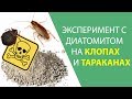 Порошок от клопов и тараканов, о котором мало кто знает. Тест кизельгура (диатомита)