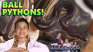 BALL PYTHONS! Pet Reptiles with EvanTubeHD & AnimalBytesTV!