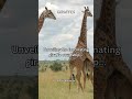 Unveiling the fascinating giraffe courtship #subscribe #share #shorts