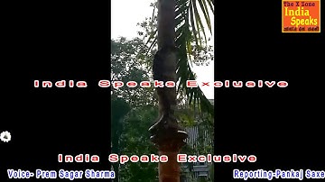 This Video will pluck your heart-Python Climbing the Tree