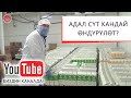 АДАЛ СҮТ КАНДАЙ ӨНДҮРҮЛӨТ? \ МЫКТЫБЕК АРСТАНБЕК