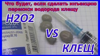 Что будет, если в клеща вколоть перекись водорода! Что будет, если в клеща вколоть перекись водорода!