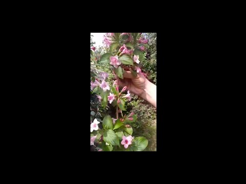 Vidéo: Weigela - Floraison Deux Fois Par Saison. Croissance