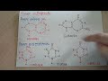 Ácido nucleico, nucleotidos y bases nitrogenadas / Biología: Ácidos nucleicos