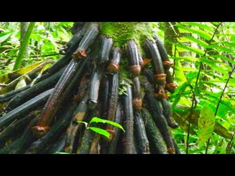 Video: Tropik bitki, tadı tatlı - birçok hastalığın tedavisinde kurtuluş