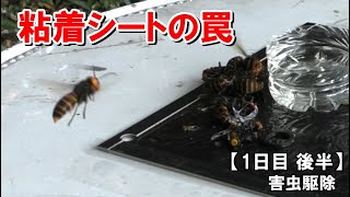 【改良版】粘着シートの罠でスズメバチを捕獲　けっこう捕獲出来たよ！　【1日目　後半戦】　害虫駆除　捕獲 退治 駆除  オオスズメバチ捕獲　Japanese giant hornet trap