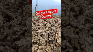 भारतीय अदरक की पहचान |Premium Indian Ginger Export | Fresh Quality from India #ginger #agriculture