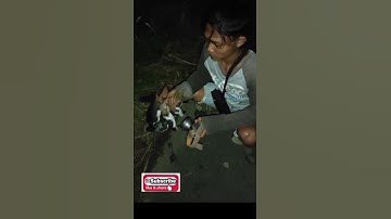 berburu burung ruak ruak malam hari