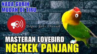 Masteran Lovebird Fighter Ngekek Panjang JEDA Rapat