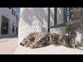 Aegean Cat Trip, Day 18-Santorini (2)/エーゲ海の猫の旅,18日目-サントリーニ島 (2)