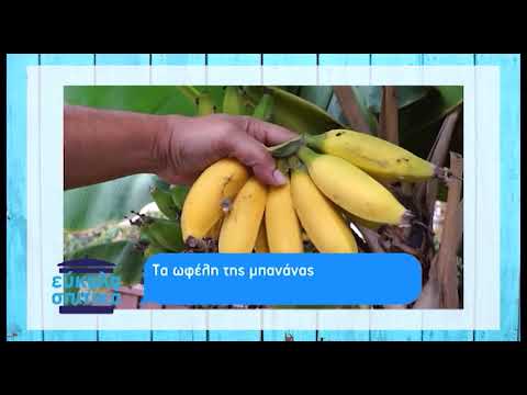 Βίντεο: Περιποίηση Μπανάνας - Καλλιέργεια και Κλάδεμα Θάμνων Μπανάνας Michelia