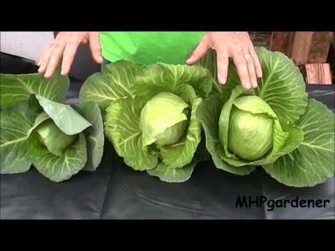 Video: Growing Murdoc Cabbages – So pflanzt man Murdoc-Kohlsamen