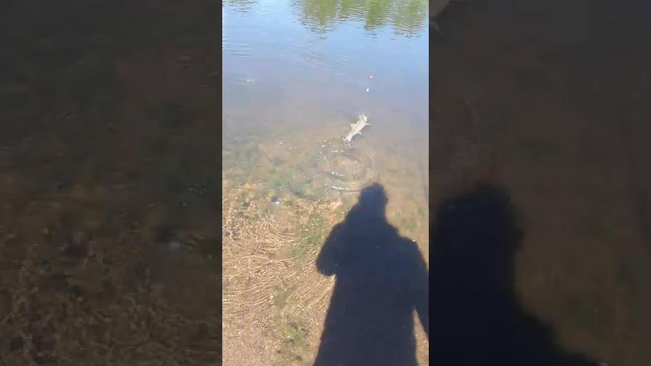 river lagan sea trout