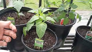 starting my vegetables ( tomatoes and peppers currently)
