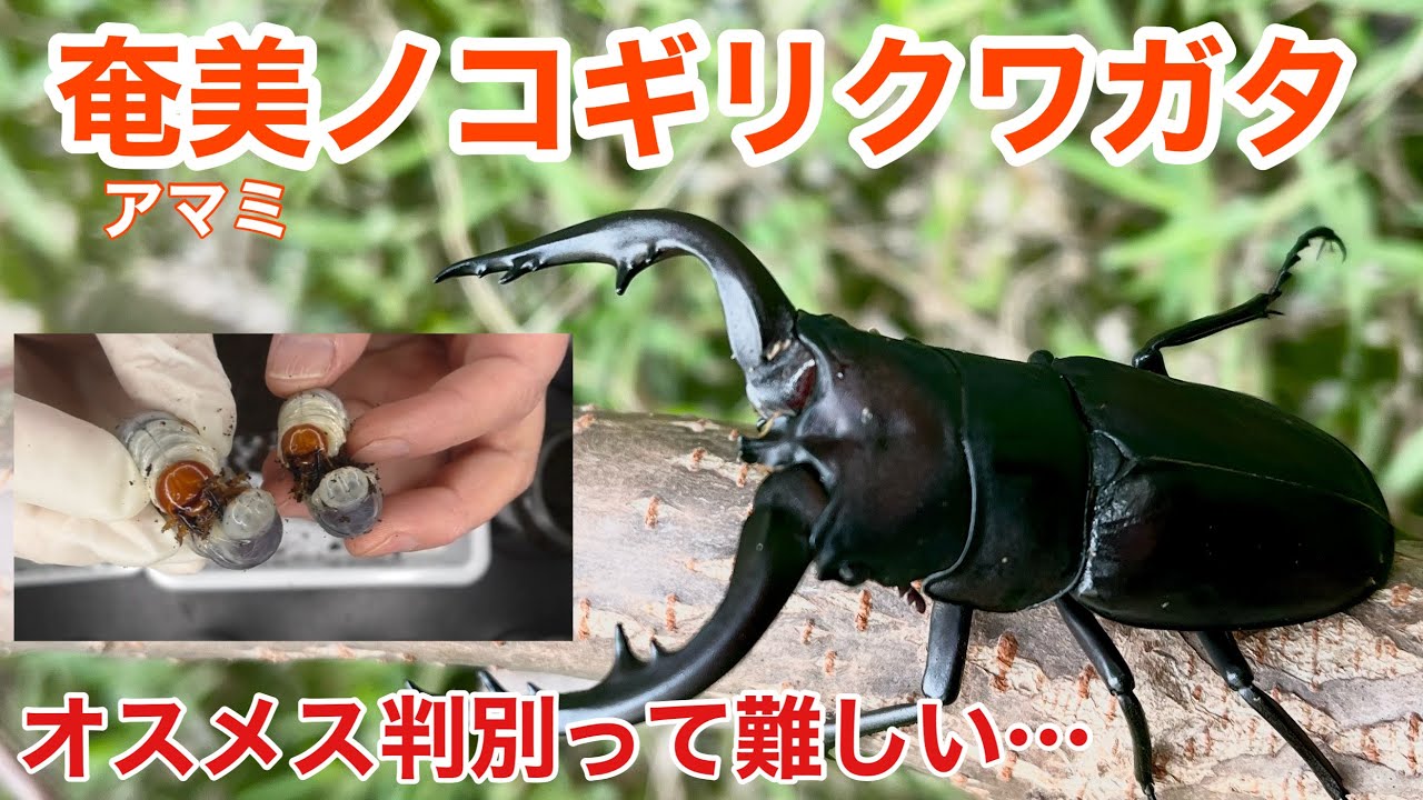 ノコギリクワガタのオスメス判別って難しい【アマミノコギリクワガタ