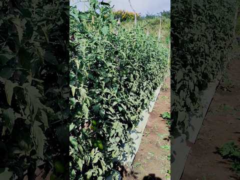 #tomate : 6