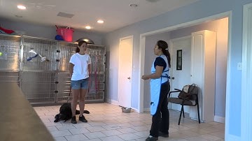 How to Train an Aggressive Dog with Level 4 Bite Behavior Modification