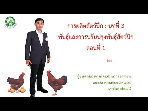 วีดีโอ: Leghorn: ไก่พันธุ์ที่มีการผลิตไข่สูง