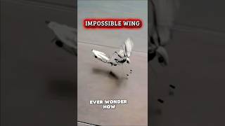 Why Dragonfly Wings Don't Break 🛠️. #universalwhy #sciencefacts #naturevstech #education