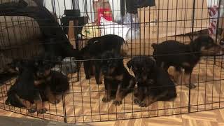 Rottweiler puppy pick of the litter