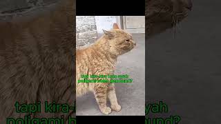 Pelakor teriak pelakor  #shortvideo#viralvideo #fyp #comedy #kucing