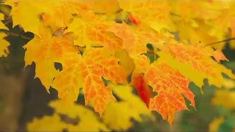 سورة القدر صفحه 598 حالات