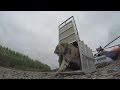 Amazing footage of Siberian tiger being released into the Russian wild