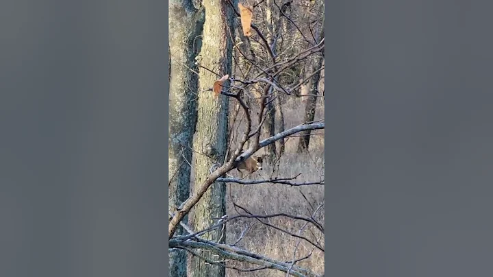 Large Kansas buck - rut 2022!