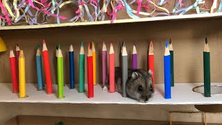  Hamster Multicolored Pencils Obstacle Course With Traps