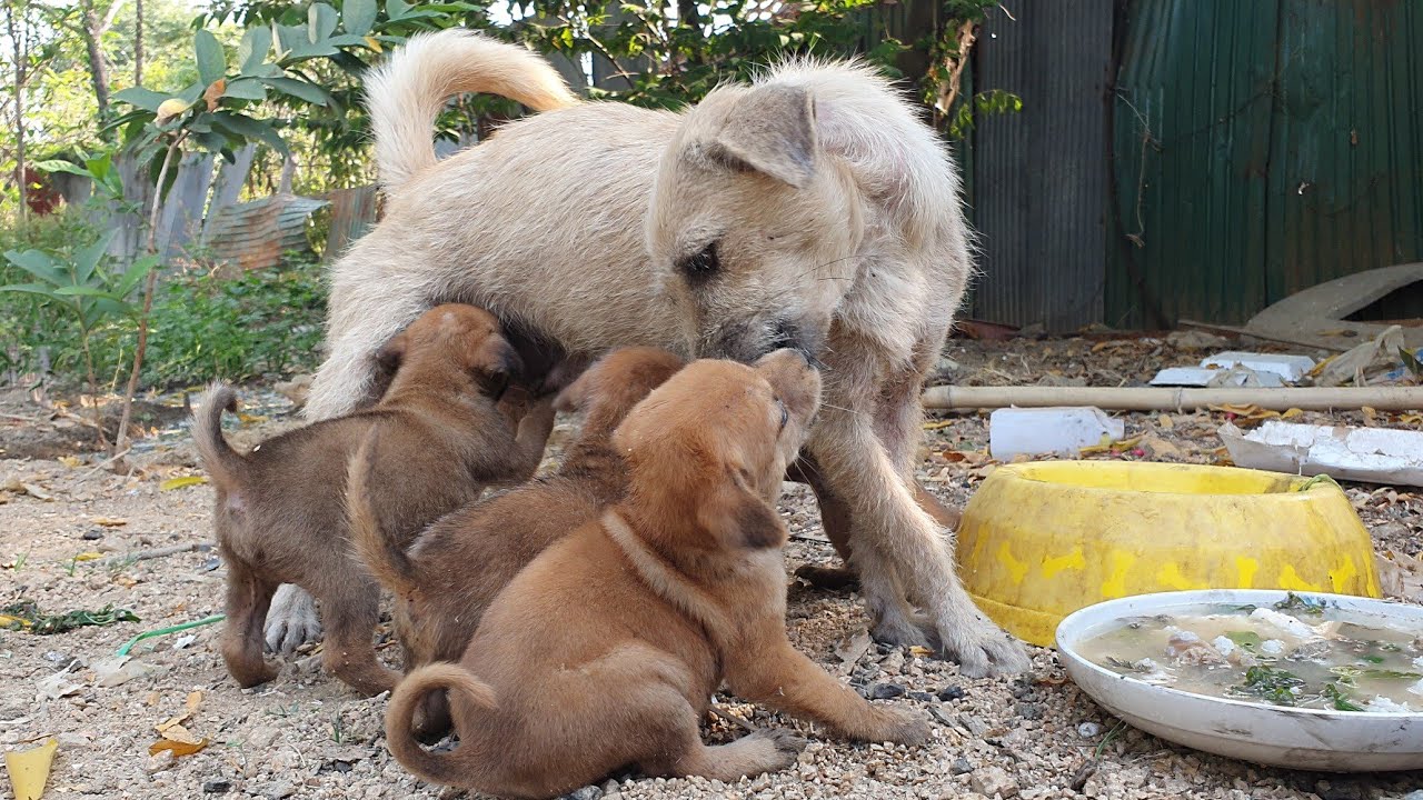 I Cook Beef breakfast For Poor Mumy nad Puppies - YouTube