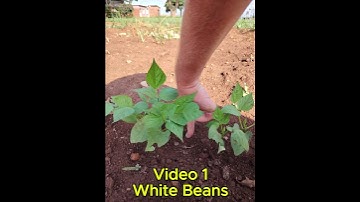 White Bean Farming Secrets: Boost Your Harvest with RAPHA-groW™ Techniques! Video 1