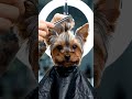 From Messy to Masterpiece! 🐶✂️ Adorable Dog Transformation #Shorts