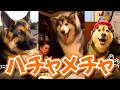 【合計1憶再生】バズり過ぎた犬動画を並べてみた結果ｗｗｗｗｗ