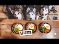 Home Made Dog Food Recipe Turkey and Eggs | Husky Squad