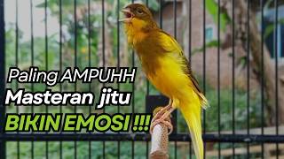 Download Lagu KENARI GACOR Cuit CUIT BIRAHI UNTUK PANCINGAN \u0026 MASTERAN Kenari PAUD AGAR BUNYI MP3