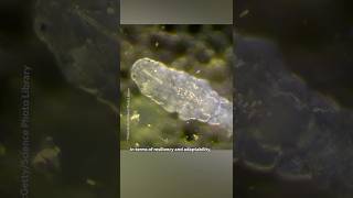At least one creature could survive an apocalypse 😎 #Tardigrades #NationalGeographic