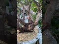Đúng chất siêu phẩm nhập đội #đirừng #bonsai