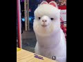 Очень милое и доброе животное!