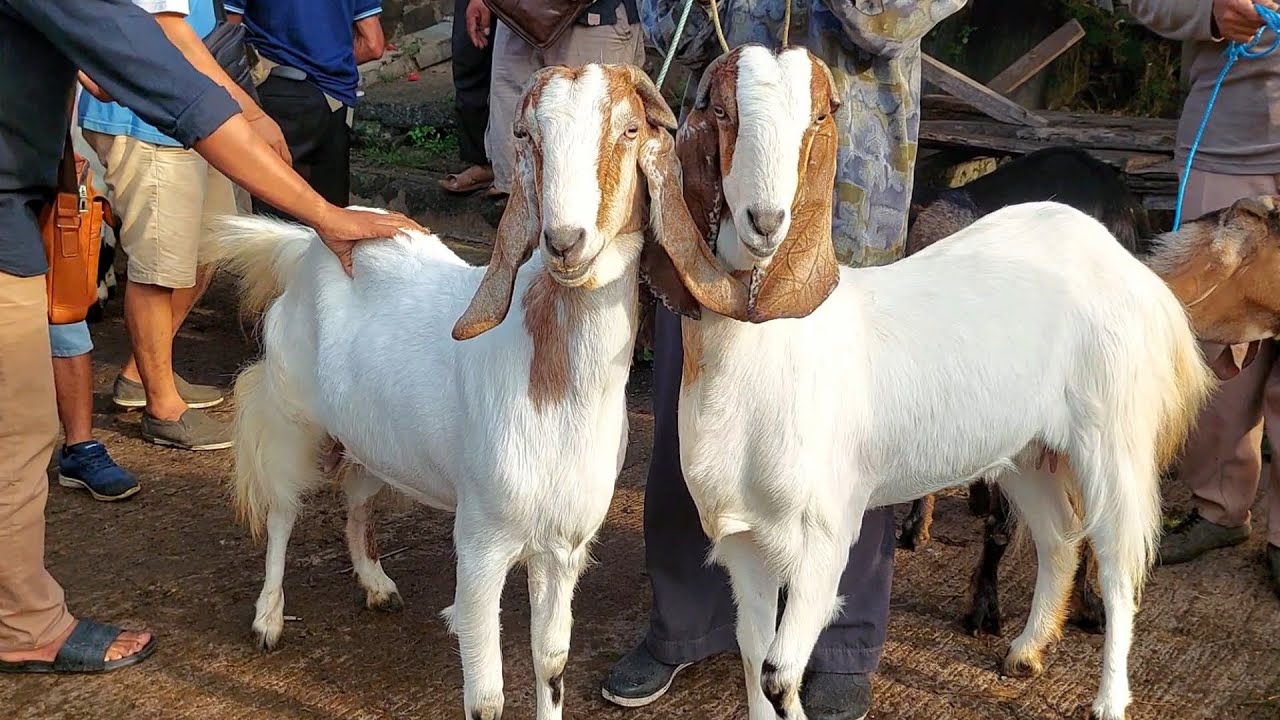 Harga Indukan Super Terbaru PASAR KAMBING PURWANTORO