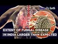 Extent of fungal disease in India is larger than expected