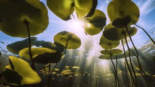 Underwater Sounds for ASMR Sleep  Summer crickets underwater pond sounds