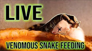 Feeding live rats to Deadly Venomous Snakes! With Inkmaster Gian Karle