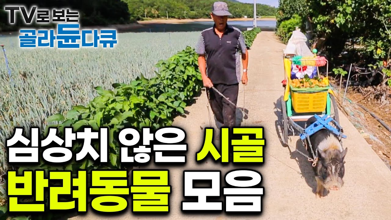누가봐도 심상치 않은 시골 마을 반려동물들 모음｜#골라듄다큐