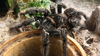 It’s over 9000! (9”) - Giant Salmon Pink Birdeater Tarantula has shed by Whitey Exotics 903 views 8 months ago 4 minutes, 25 seconds