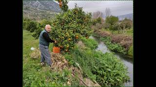 Antalya Finike de Akif baba bahçesinde de portakal - Limon topluyor