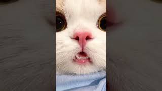 قطة تضع تقويم أسنان 🥺❤️✨
