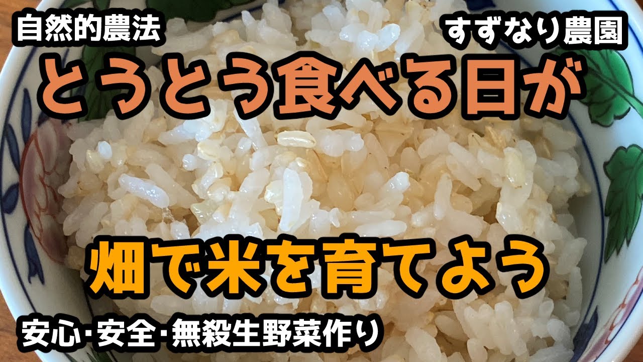 畑で米をつくってみよう10 陸稲を食べる日がとうとうやってきました 緊張しながら炊いて食べてみました 自然的農法 Youtube