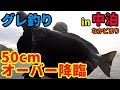 グレ50cmオーバー降臨の瞬間が面白過ぎるwww
