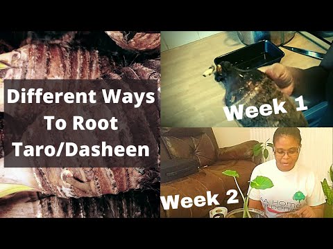 Different Ways To Root Taro - Dasheen