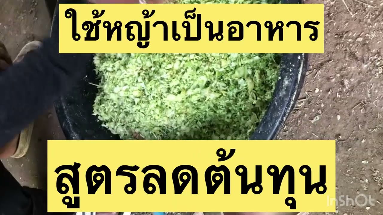 เลี้ยงหมูลดต้นทุนมาดูการเตรียมอาหารให้หมูแรกเกิดและการบดหญ้าเพื่อที่จะให้หมูกิน